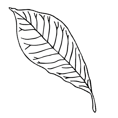 Pawpaw Leaf