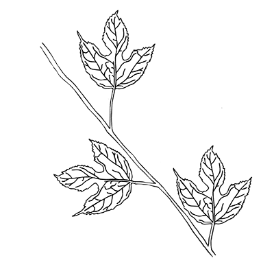 Red Mulberry Leaf - Alternate Leaf Arrangement