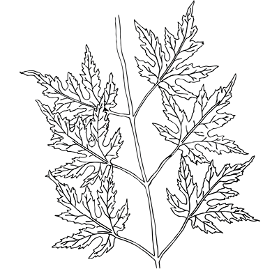 Silver Maple Leaf - Opposite Leaf Arrangement