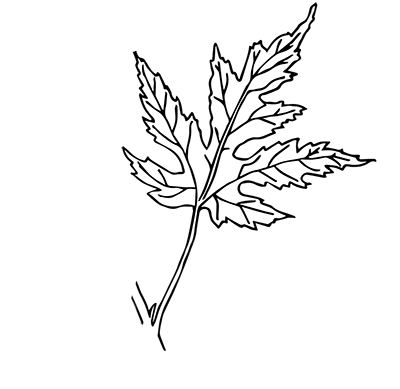 Silver Maple Leaf - Simple Leaf & Opposite Leaf Arrangement