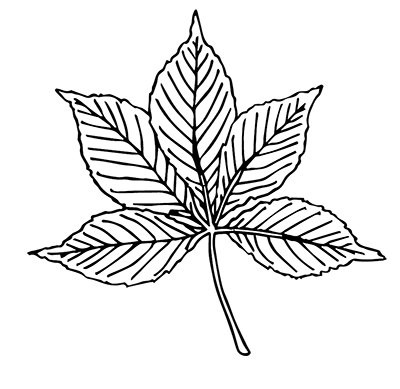 Yellow Buckeye Leaf - Compound Leaf & Opposite Leaf Arrangement